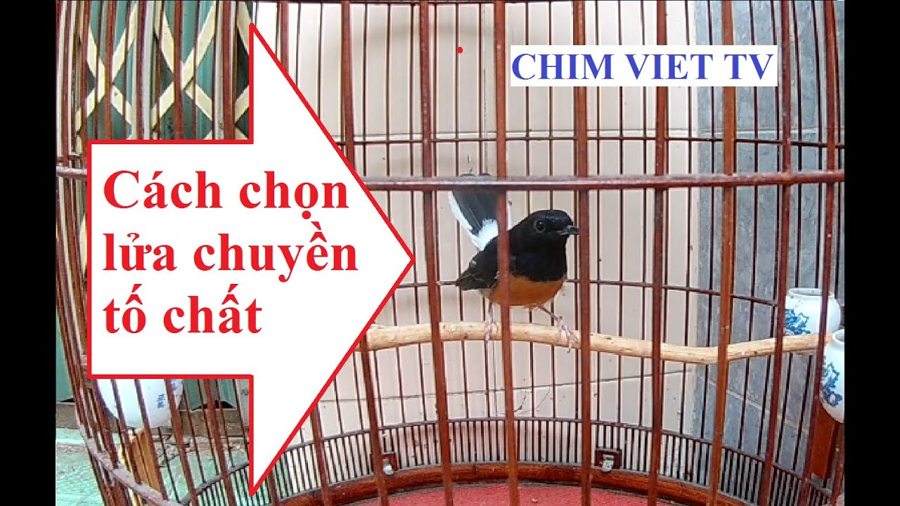 Cách chọn chòe lửa chuyền tố chất | How to choose a bird with good qualities?