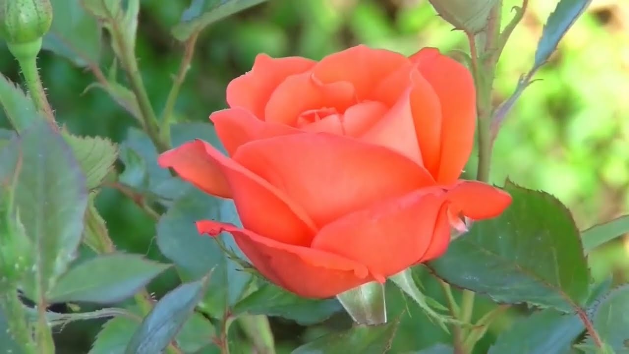 Most Beautiful Flowers Collection, flowers, Flower videos, Beautiful flower video, (Ctv cinx)