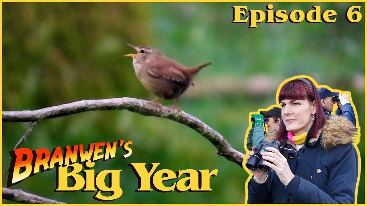 Branwen's Big Year 2024 | Episode 6