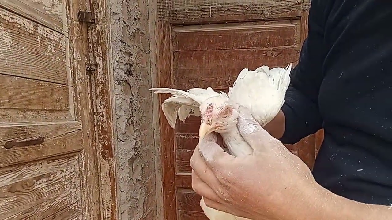 طريقة الحفاظ علي الدجاج الراقد  من حشرة الفاش  مزرعة الهلالي للدجاج المقاتل 