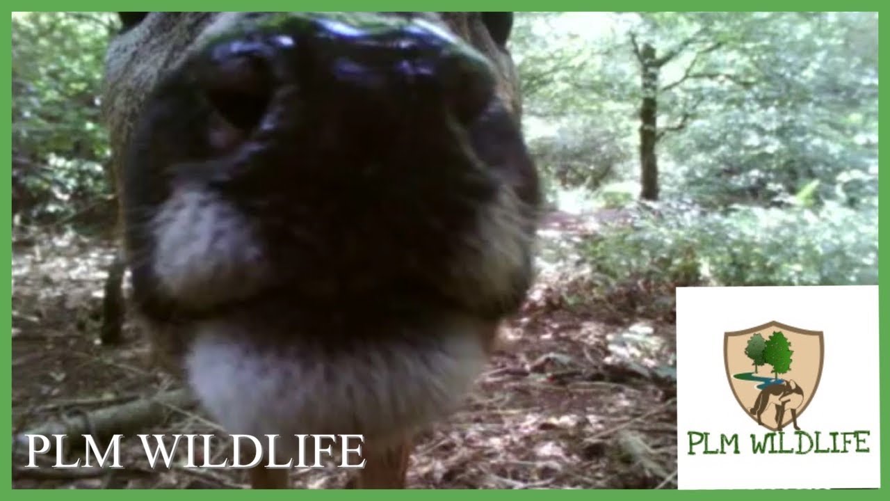 MALE ROE DEER FINDS THE CAMERA [ PLM WILDLIFE ]