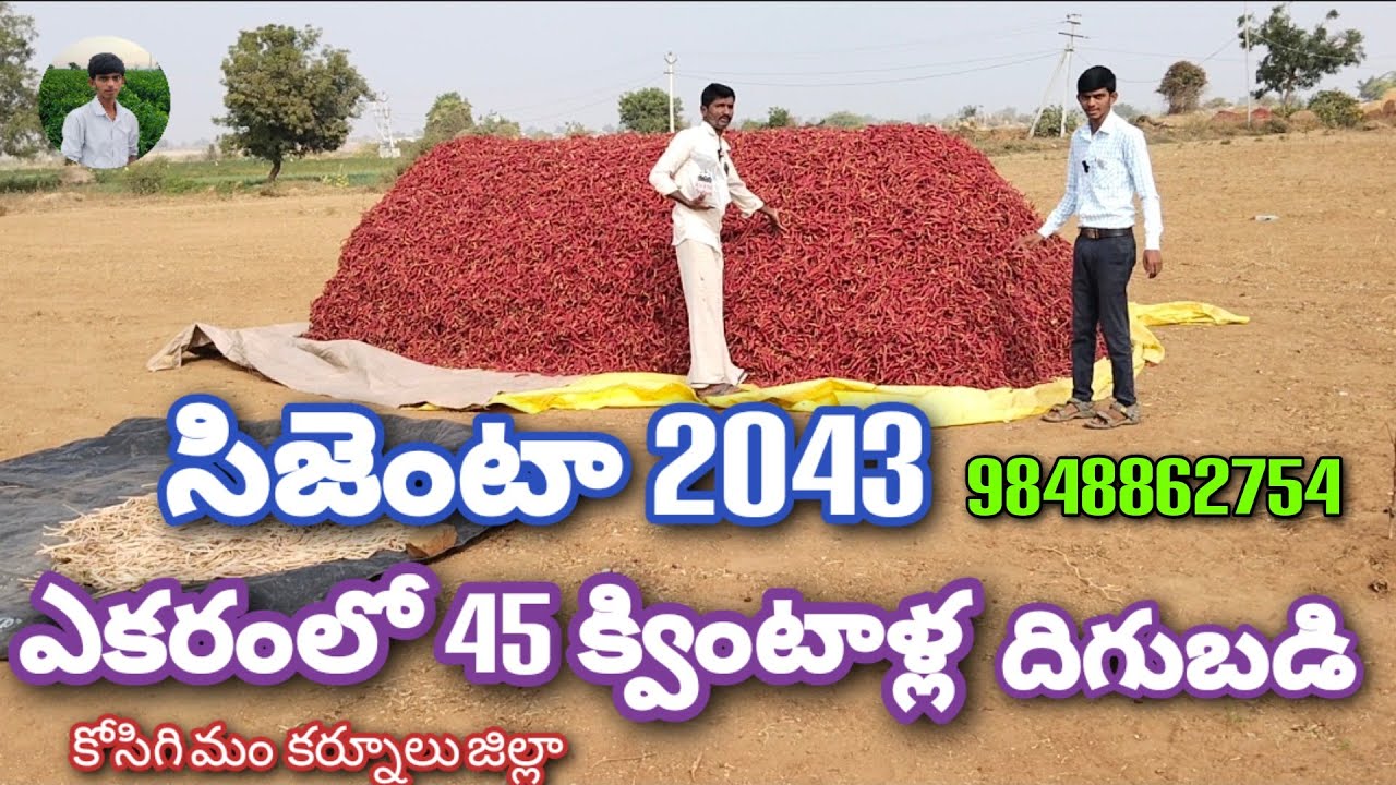 ఎకరంలో 45 క్వింటాళ్ల దిగుబడి Syngenta -2043