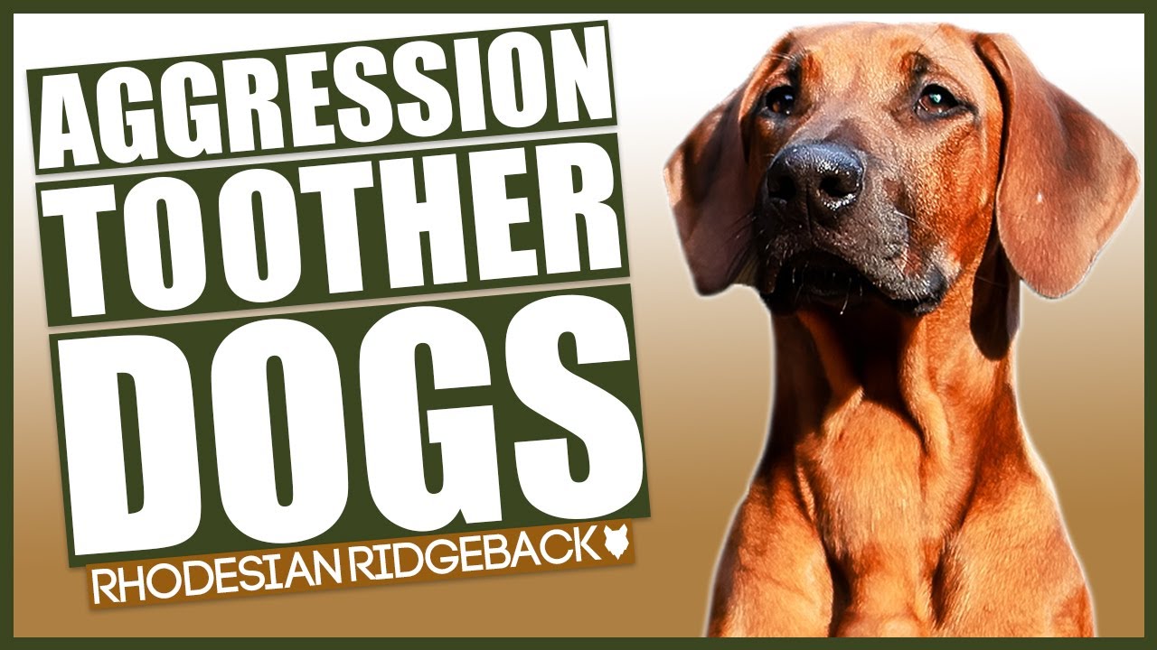 AGGRESSIVE RIDGEBACK TRAINING! How To Train Aggressive Ridgeback Puppy!
