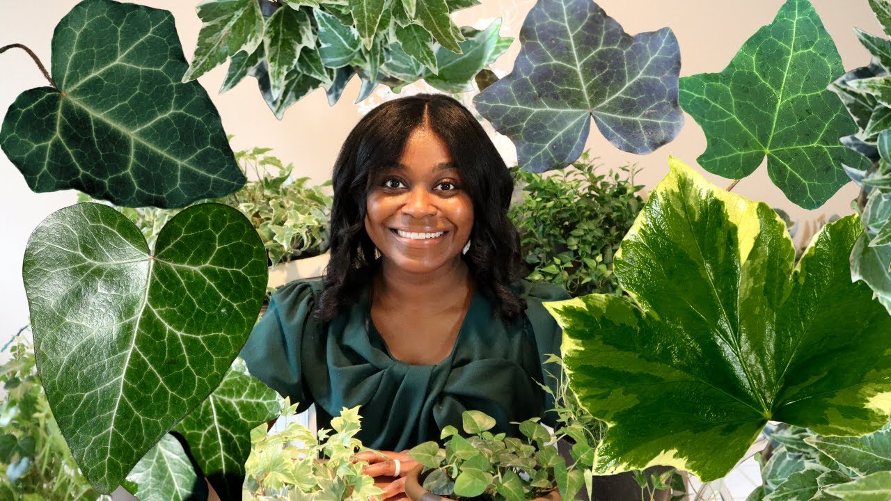 English Ivy Houseplant Varieties | Hedera Helix Vines