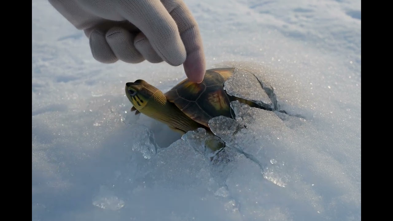 Turtle