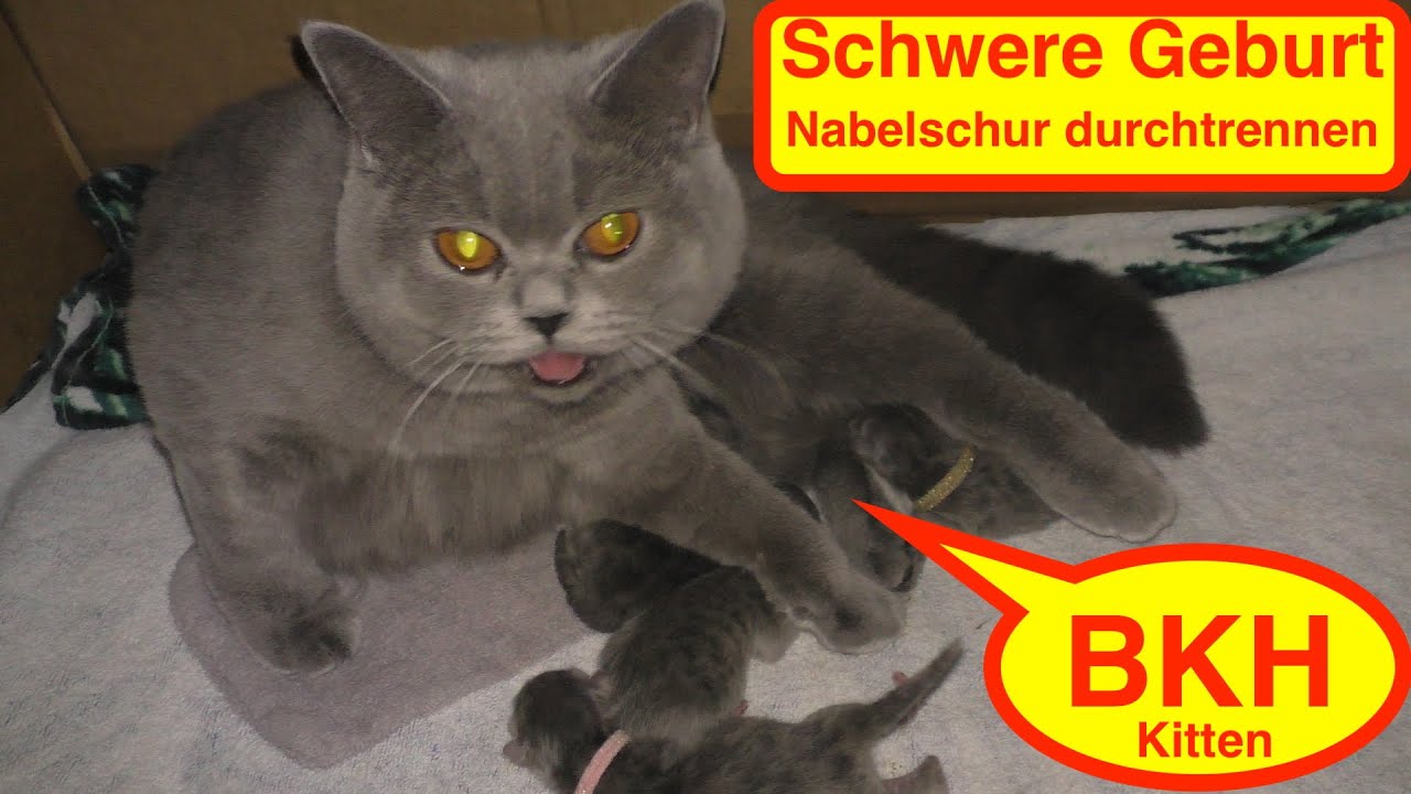 BKH Kitten Geburt mit Problemen/sweet Cat/cute Cat/sweet Kitten/Katzengeburt/S&uuml;&szlig;e K&auml;tzchen/funnycat
