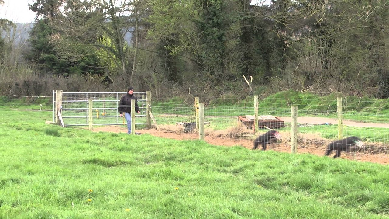 Kilsheelan C.C. Gallop
