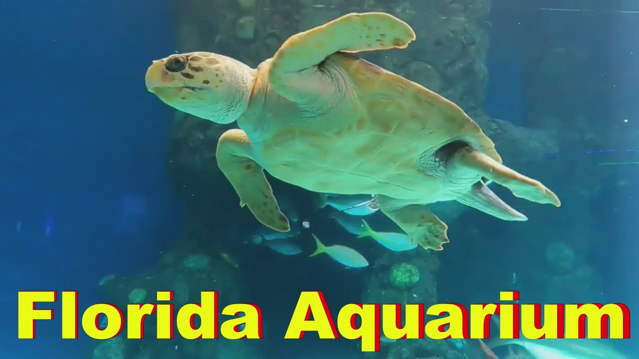 Florida Aquarium, Grandpa swimming With sharks in the aquarium. Tampa, Florida