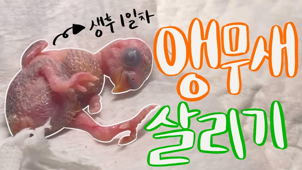 앵무새 살리기 (1) , 어미새가 양육을 포기한 앵무새