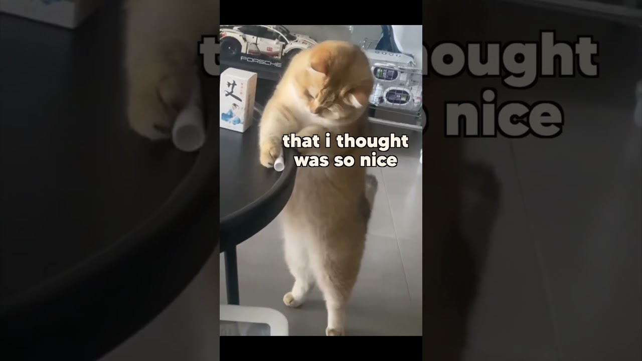 Cat vs Table