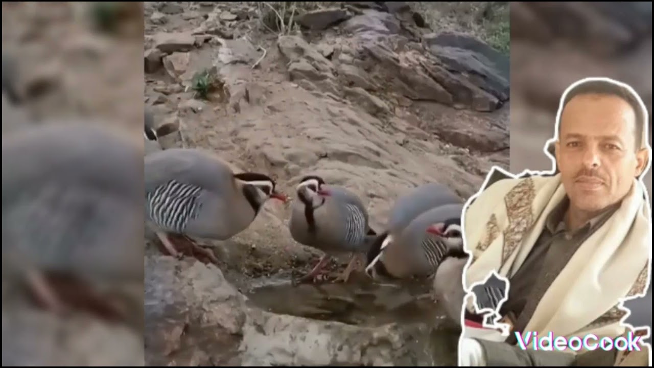 الفنان القدير احمد علي الحبيشي يغني  من التراث يا فريخ العقب