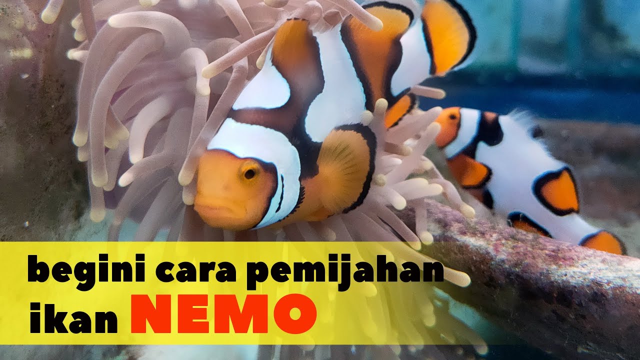 Proses Produksi #pemijahan #ikanhias Laut #nemo atau #ikanbadut dari BBPBL Lampung