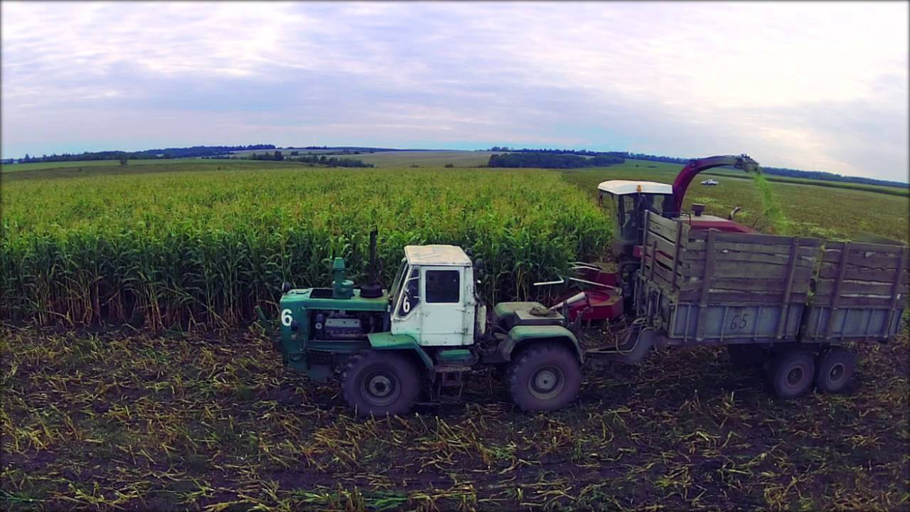 Уборка кукурузы на силос | Corn Silage