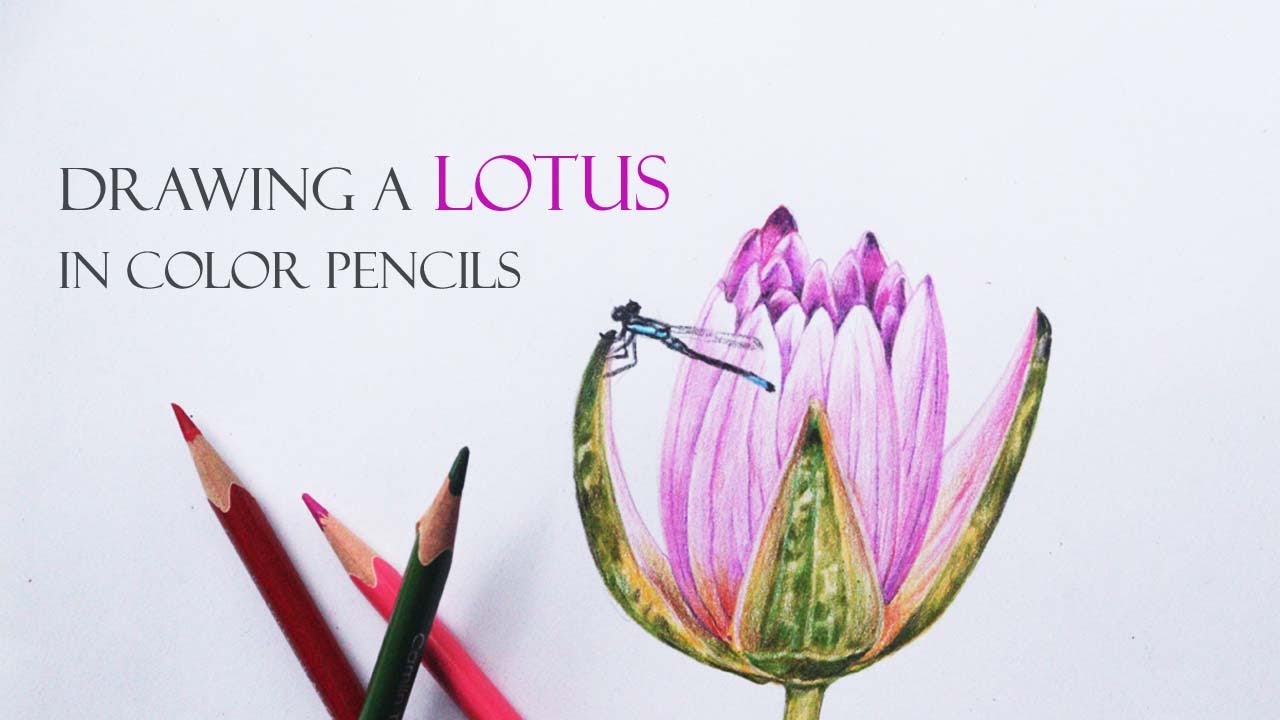 Drawing a Lotus with color pencils | Flower drawing| color pencil drawing | camlin triangular