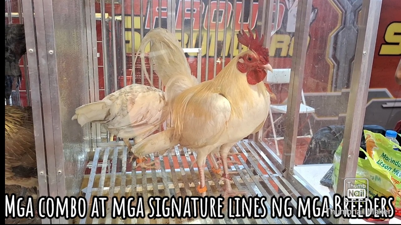 Mga combination at crosses at mga signature lines ng mga Breeders dito sa IGF Hobby Expo 2026