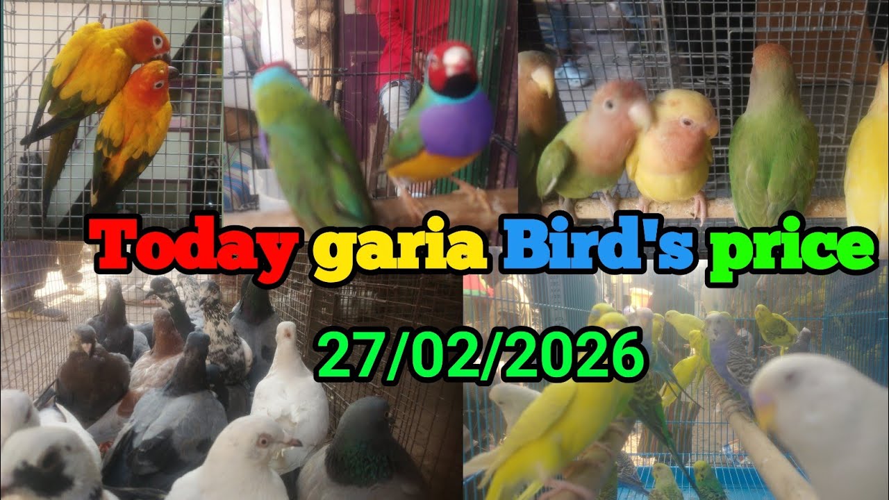 Today Garia exotic birds price 27/02/2026আজকের পাখির দাম #birdsmarket #pets #pigeon #animals #parrot