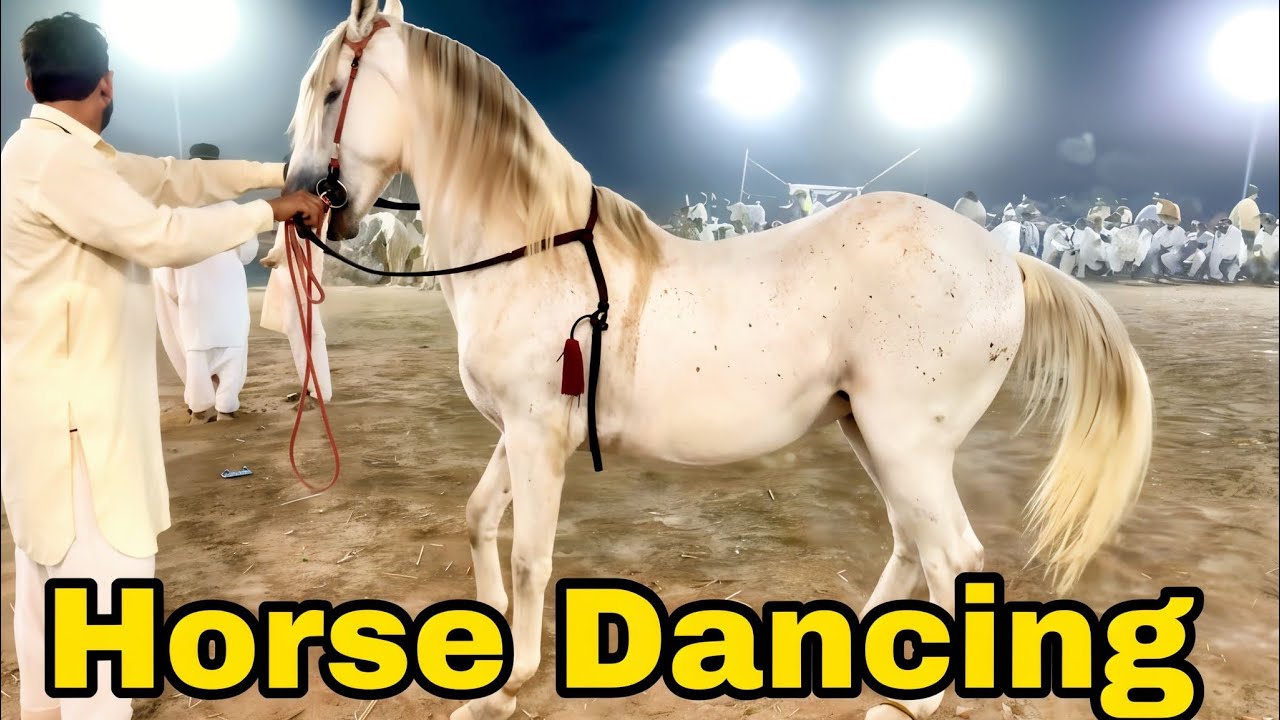 Horse Dancing Mela Hazrat Baba Fatah Muhammad diwan 28-5-24 Last Part