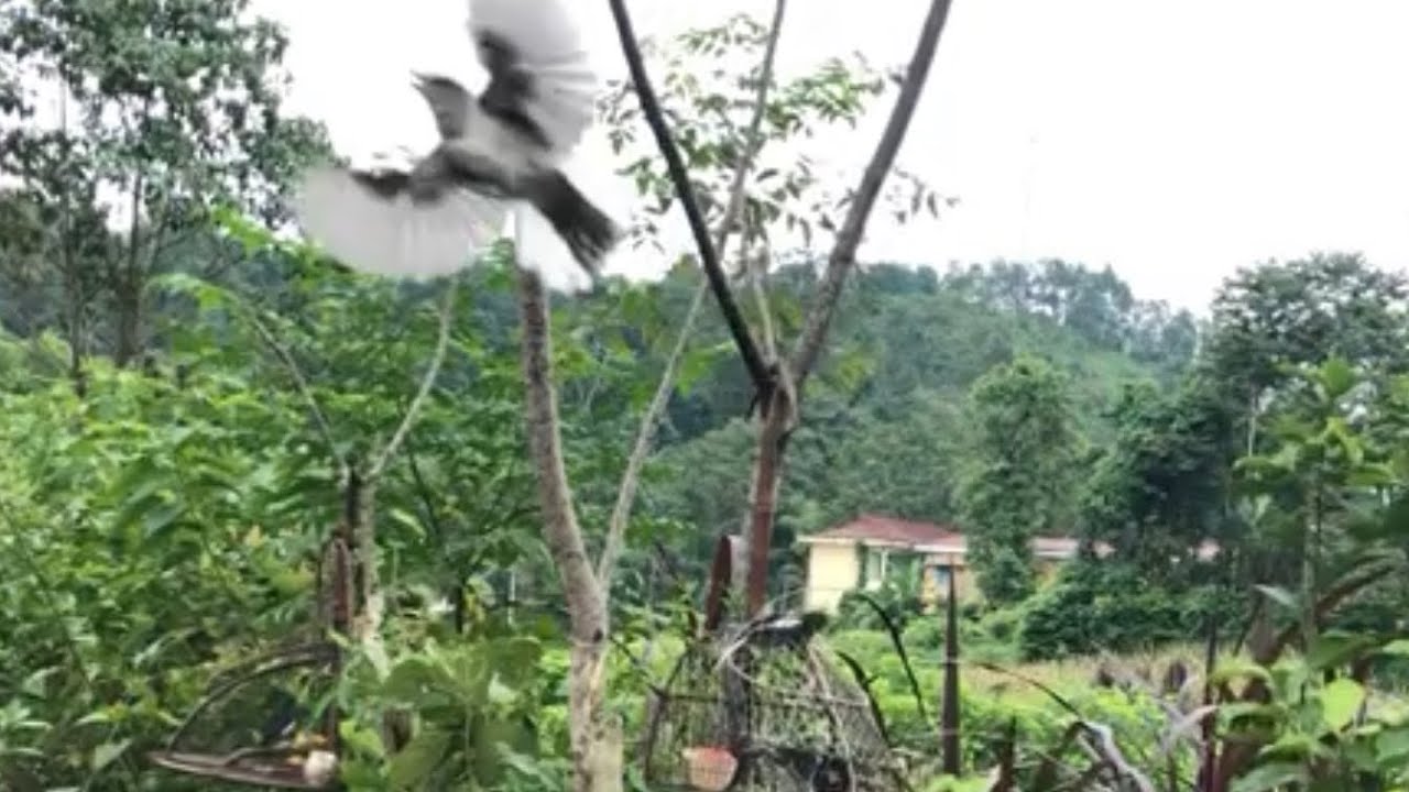 Bẫy ch&ograve;e Than Đẳng cấp 2020 ( Đ&agrave;n ch&ograve;e si&ecirc;u lầy) | perangkap kobia | ปลาช่อนทะเล | 军曹陷阱