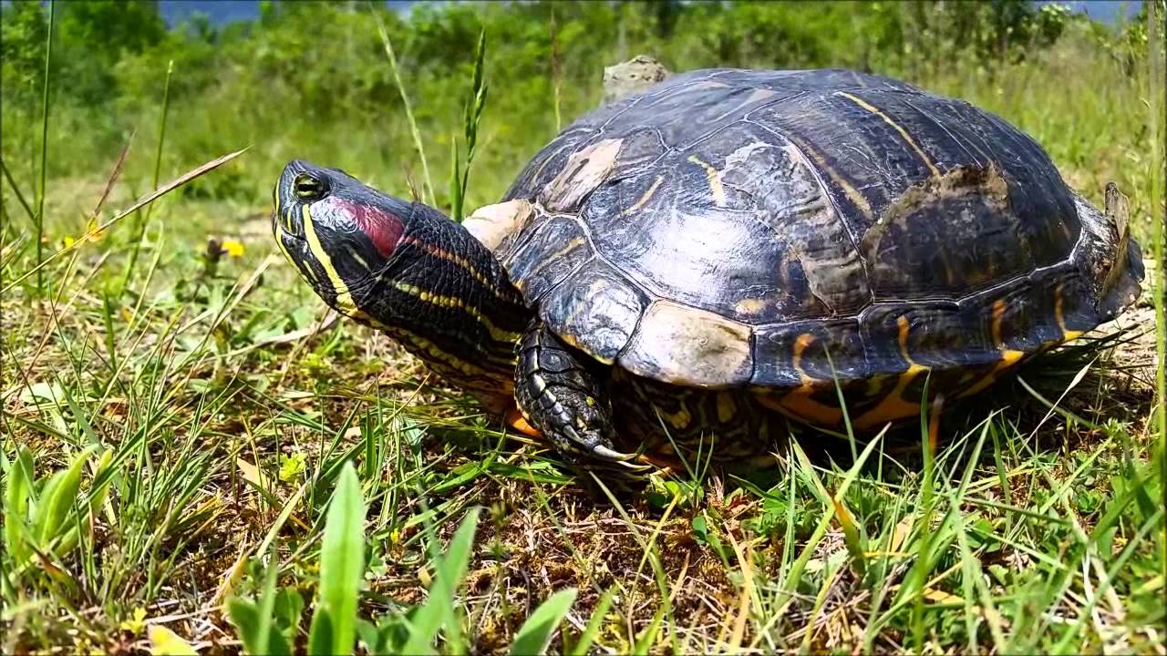 Tortue de floride (rachemys scripta elegans)  - Espèce invasive