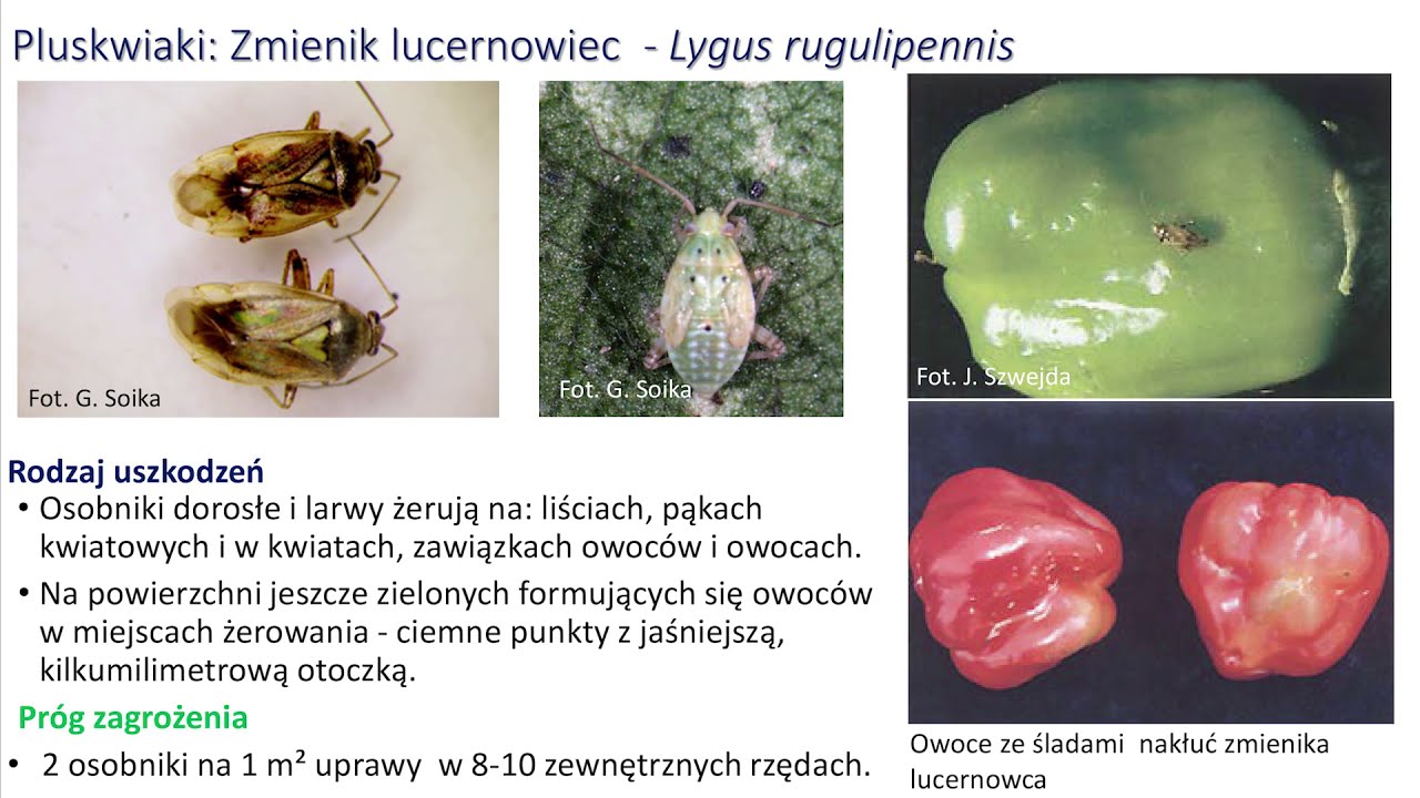 Najgroźniejsze choroby i szkodniki papryki