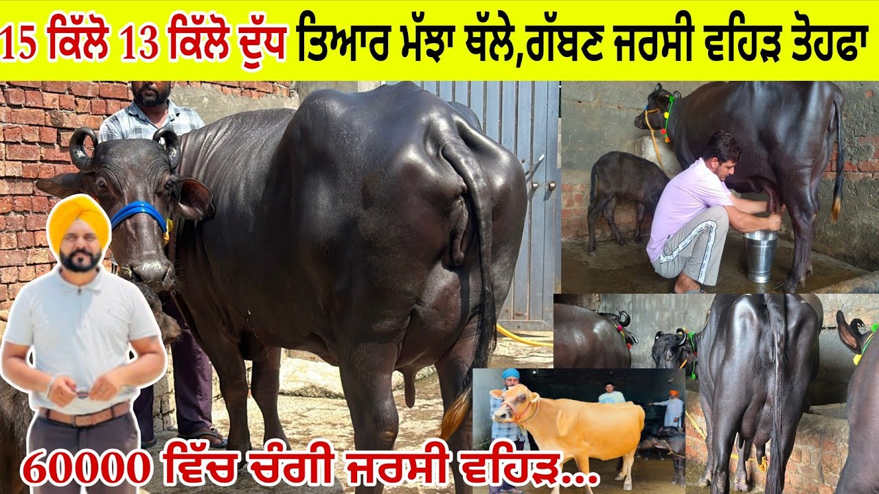 4 ਪਸ਼ੂ ਵਿਕਾਊ 3 ਮੱਝਾਂ ਵਿਕਾਊ / ਮਗਰ ਕੱਟੀਆਂ /  ਜਰਸੀ ਵਹਿੜ ਵਿਕਾਊ/ ਪਿੰਡ ਫਰੀਦੀਪੁਰ /ਤਰਨਤਰਾਰਨ 