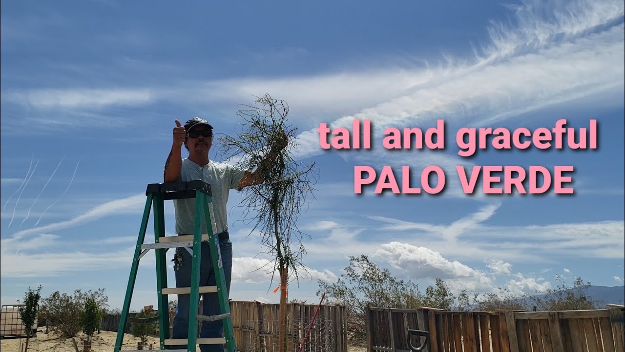 Planted Our Big Palo Verde Tree on the ground #foodforest #homestead #desert