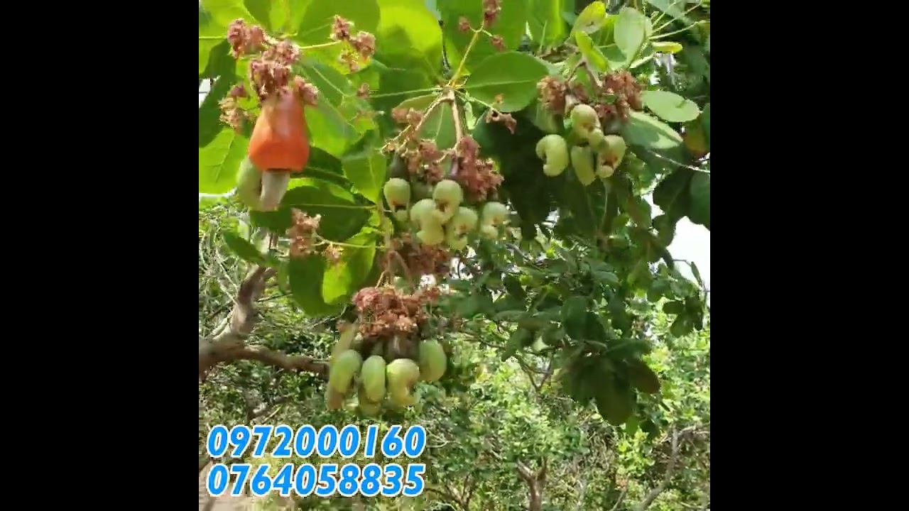 ចេះថែទាំ ជ្រើសរើសផលិតផលត្រូវទទួលទន្ទផលទ្វេដងពីដំណាំចន្ទី 0972000160 - 0764058835