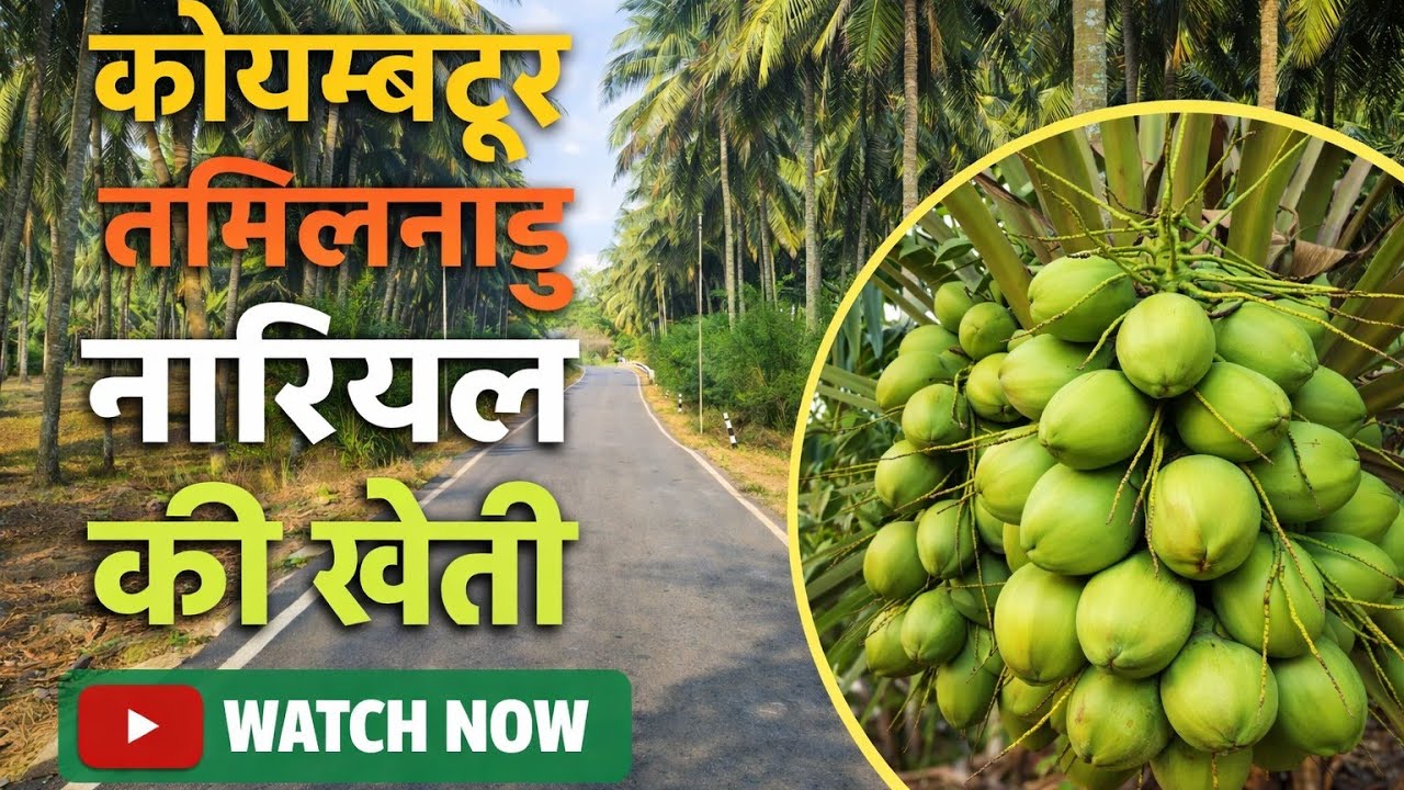 नारियल की खेती Tamilnadu Coimbatore to Jabalpur Madhya Pradesh #viralvideo #viralvlogs #travel 