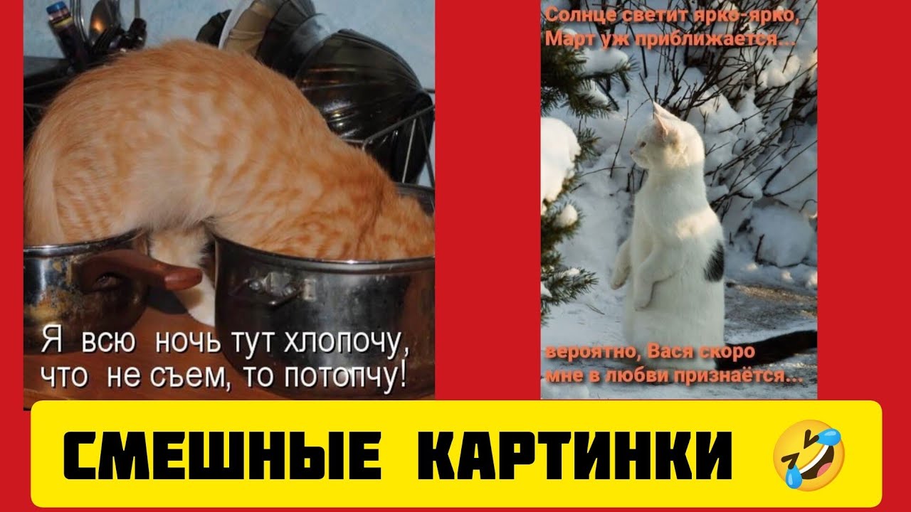 Я всю ночь тут хлопочу, что не съем,🥞 то потопчу! 🤣смешные картинки и весёлая музыка