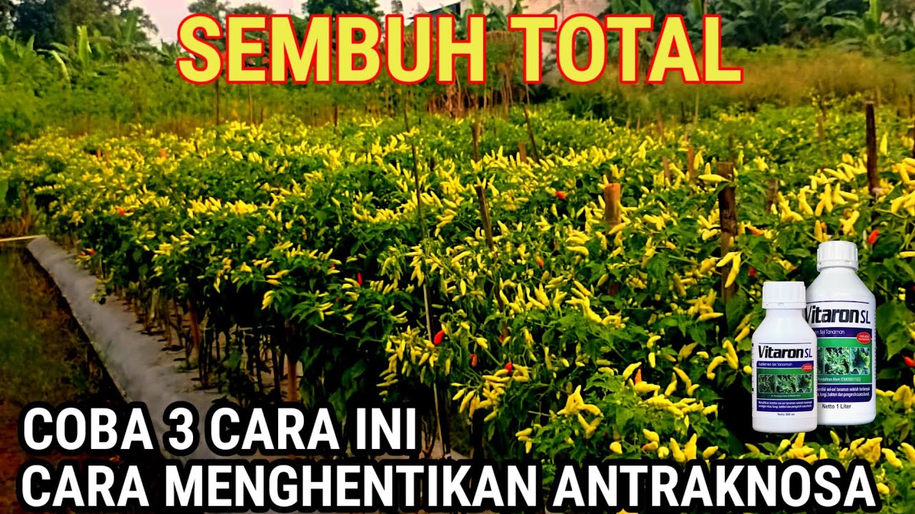 CARA MENGHENTIKAN ANTRAKNOSA PADA TANAMAN CABE