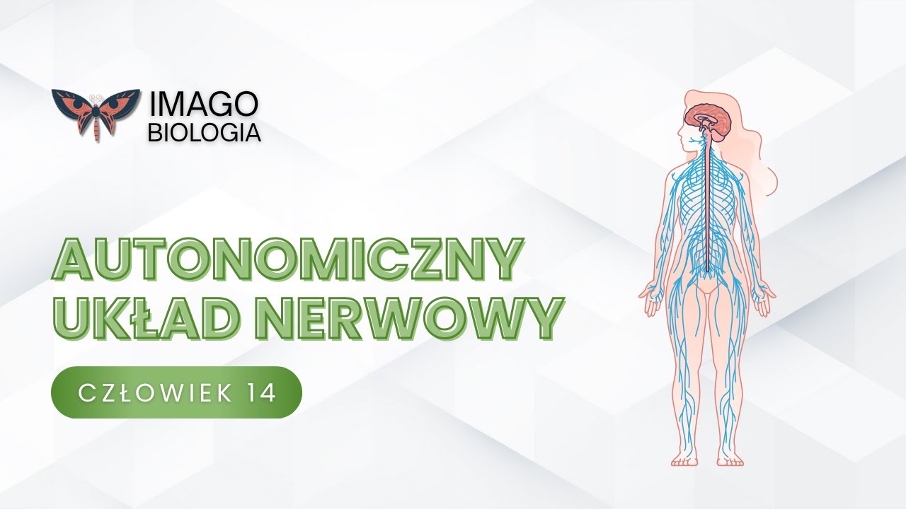 Autonomiczny układ nerwowy