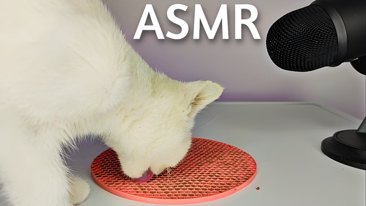 Cat Licking Eating Food ASMR MUKBANG