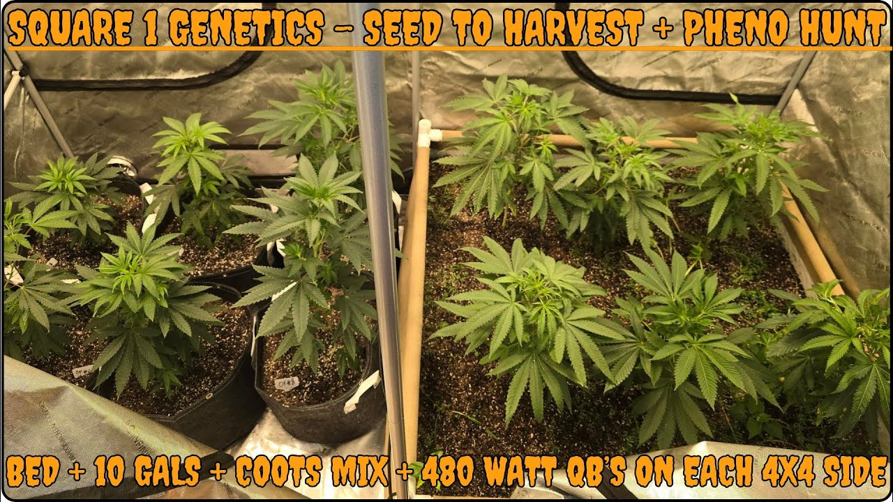 The Square 1 Genetics Run - 🍌Banana Butter Cup S1's and 🌊 Ocean Fruit 🍍 - Seed to Harvest - Ep.1