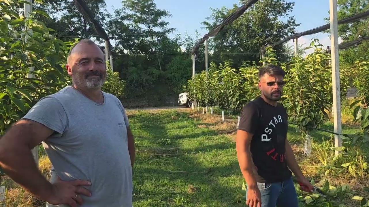 KAKI POTATURA ESTIVA MATAIX SU PIANTE DI ETA' DIVERSA