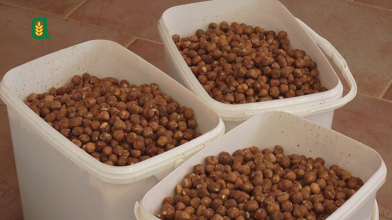 Puntata 83 - Come produrre nocciole di qualità