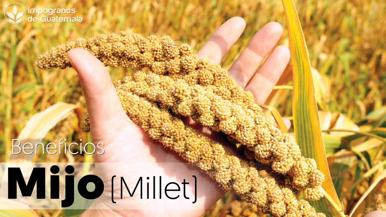 Mijo o Millet - Beneficios