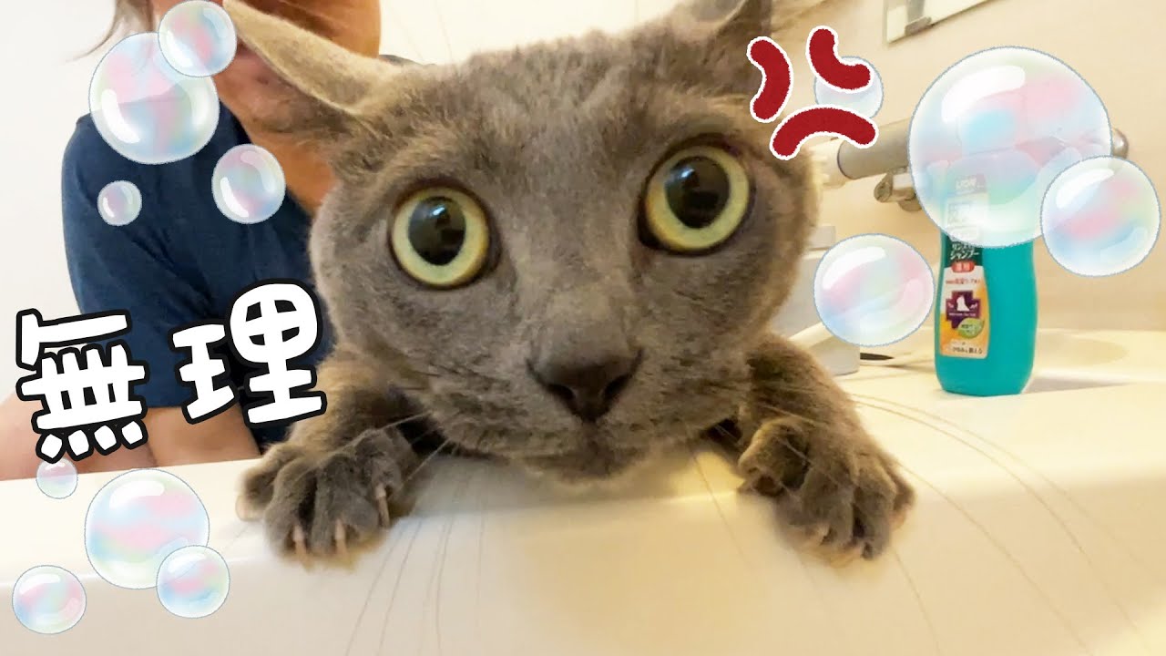 怒りながら頑張るハムちゃんのシャンプー！【2022春】