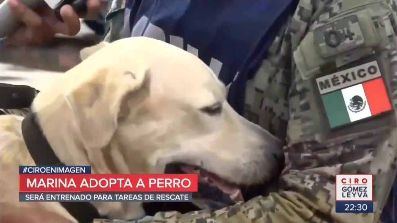 Perrito rescatado en Tabasco se une a la Marina | Noticias con Ciro Gómez Leyva