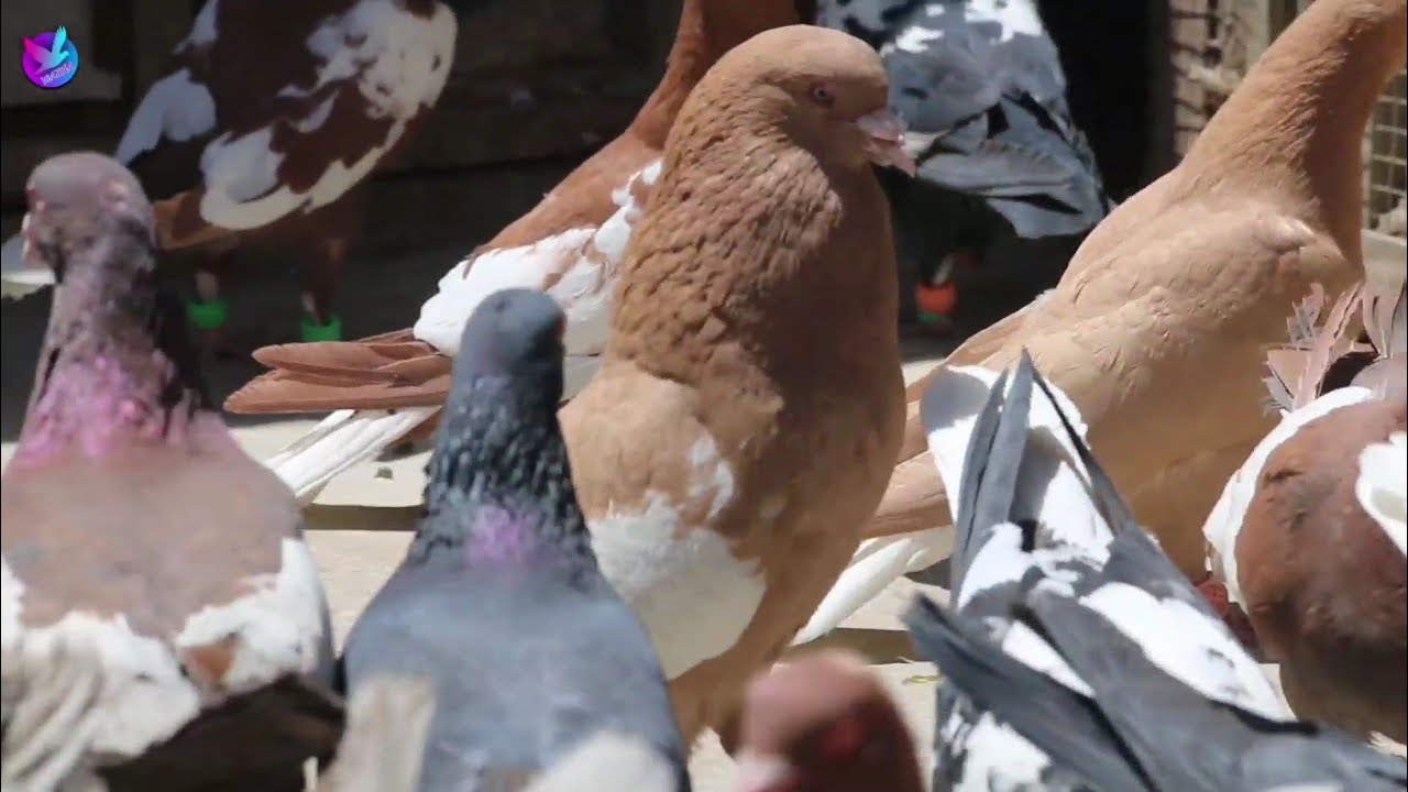 کفتر بازی با لالا عزیز در شاه شهید کابل Afghanistan flying pigeons Kabul
