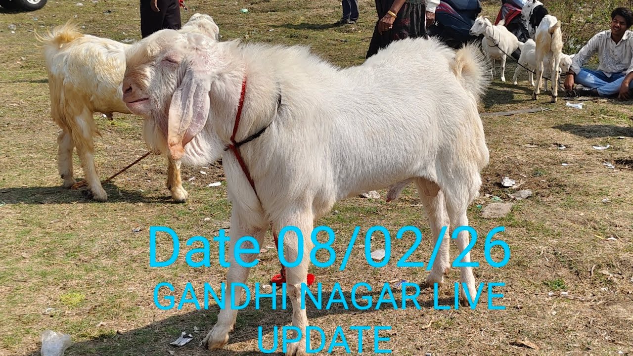 Bhopal Gandhinagar bakra mandi rate 2026#goat #animals 