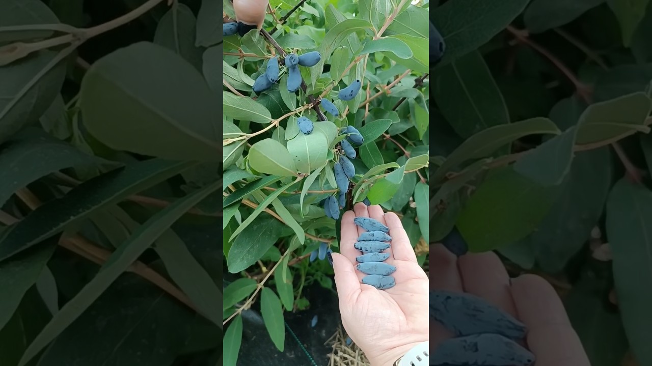 Жимолость-обзор наших сортов #огород #растения #сад #дача