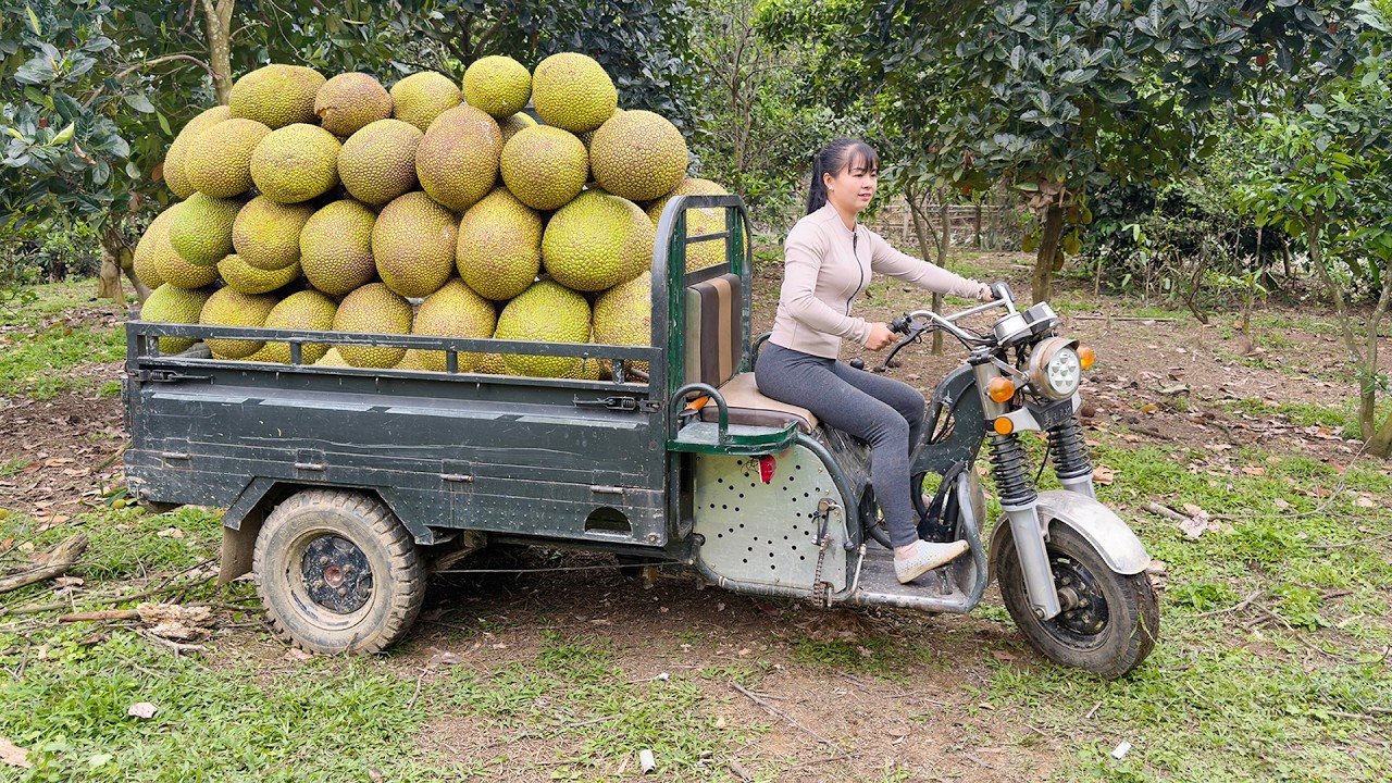 Use 3-Wheeled Vehicle Harvesting 200kg Jackfruit And Grapefruit Goes To Market Sell - Cooking
