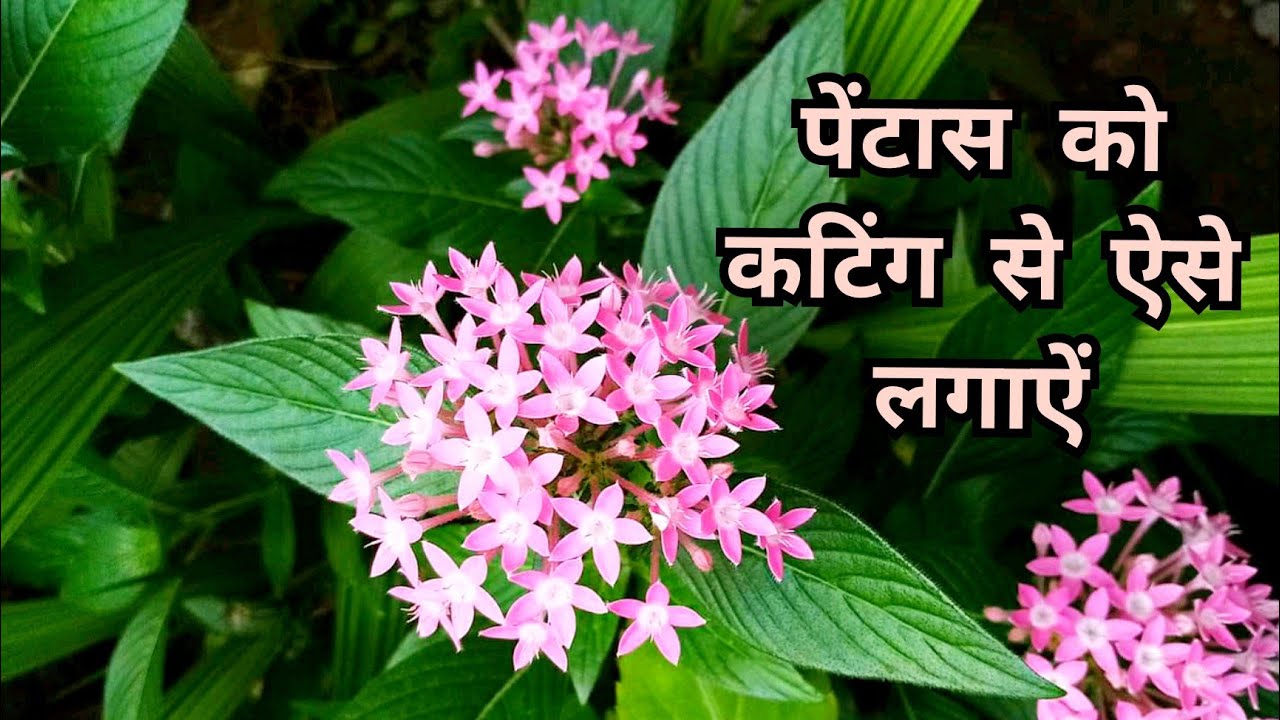 pentas के पौधे को कटिंग से ऐसे लगाऐं/ pentas plant cutting