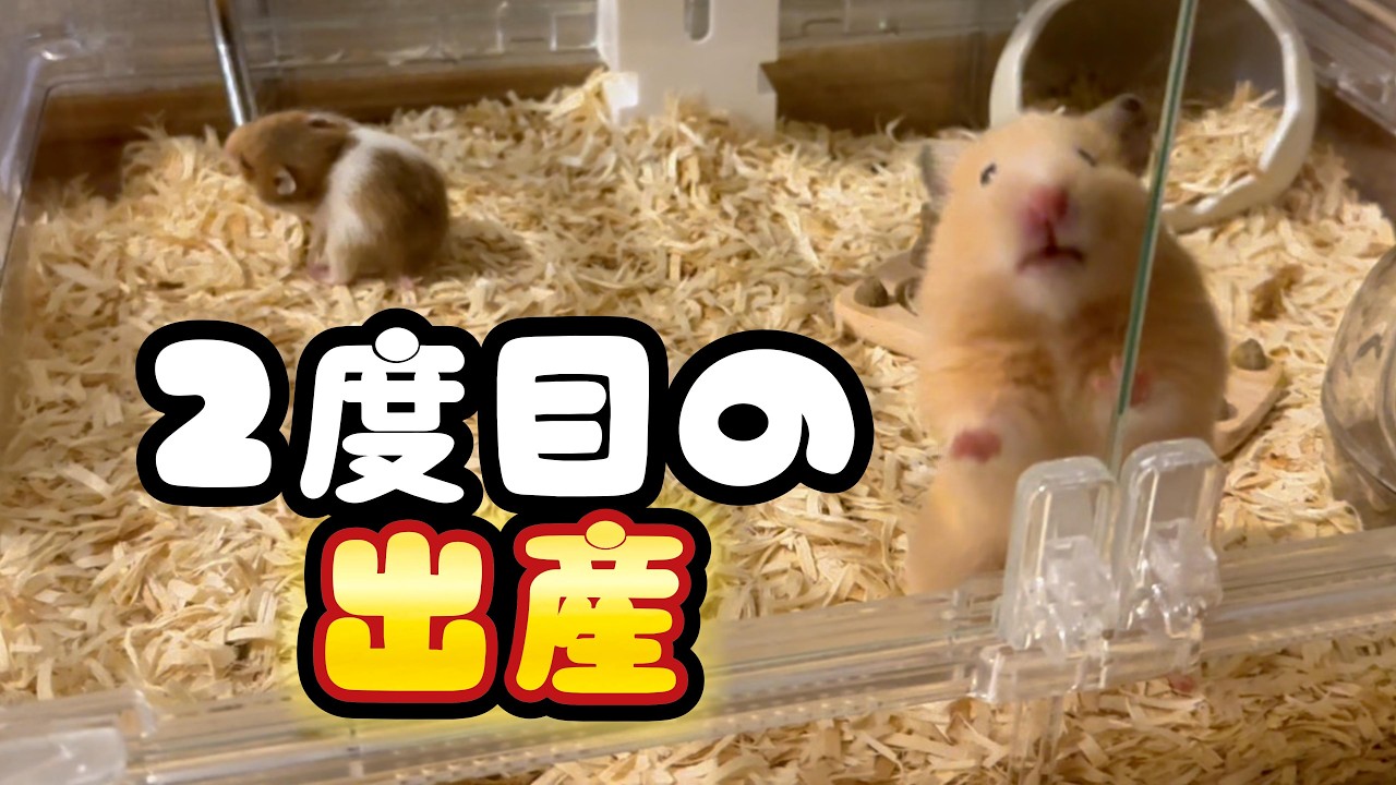 【2度目の出産】ハムスターの命が育つ19日間