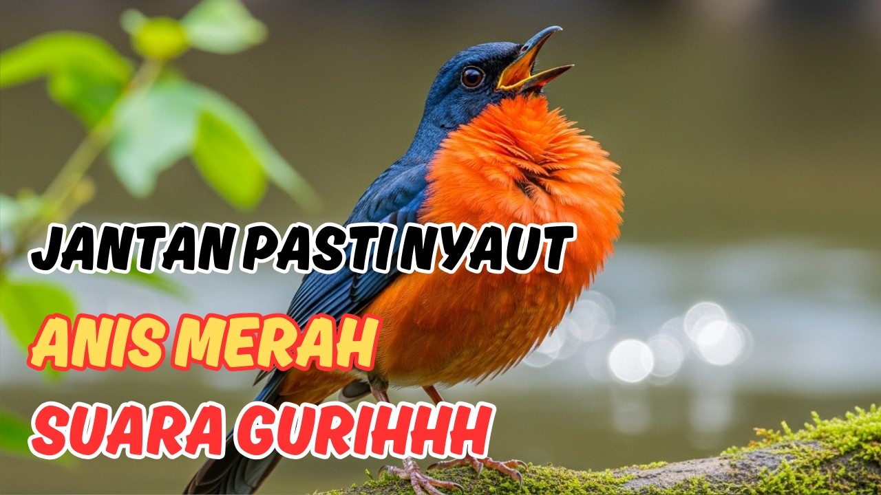 SUARA LOMBA PRESIDEN!! Masteran Anis Merah SUPER Istimewa Full Isian KENARI & CUCIAN