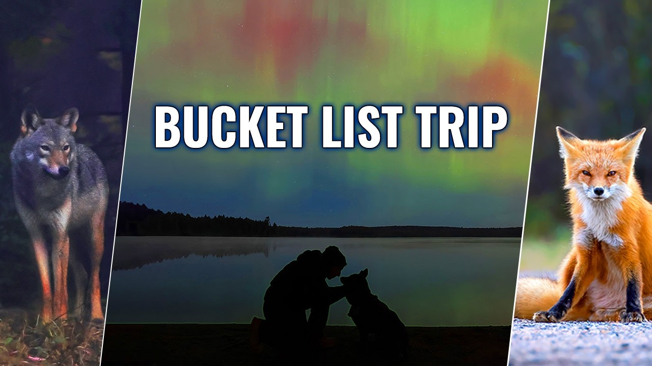 INCREDIBLE Wildlife & Northern Lights | 5 Days Solo Camping