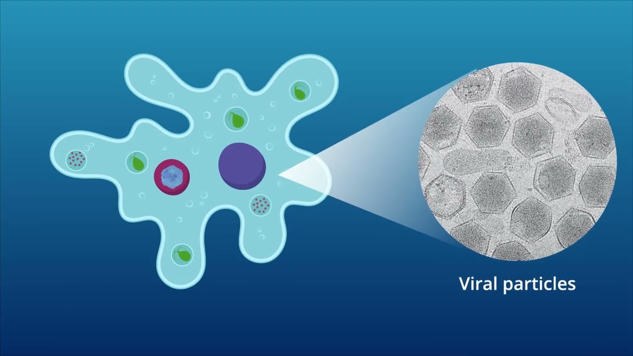 How Giant Viruses Mature: New Evidence from the Medusavirus Sheds Light