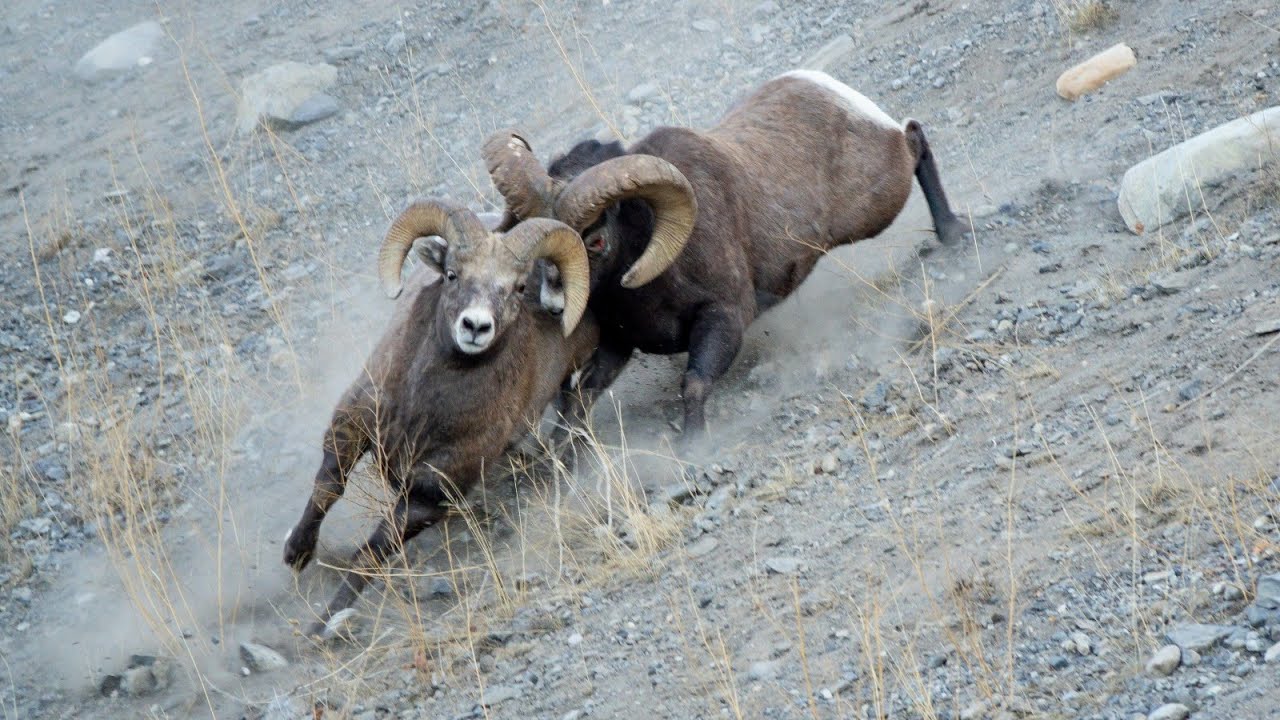 Epic Bighorn Rut Battle over Ewe