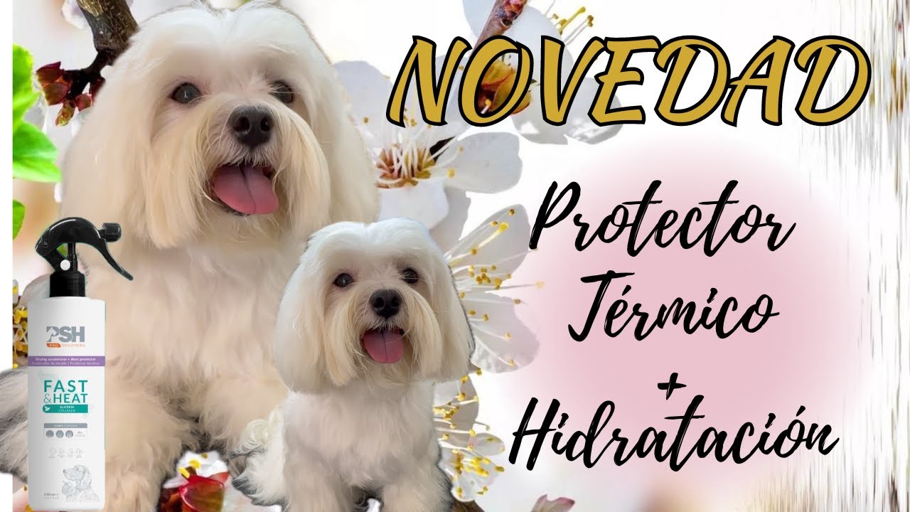 🔥 NOVEDAD PSH - Protector Térmico + Hidratación / CUIDADOS MANTO BICHÓN MALTÉS 💜