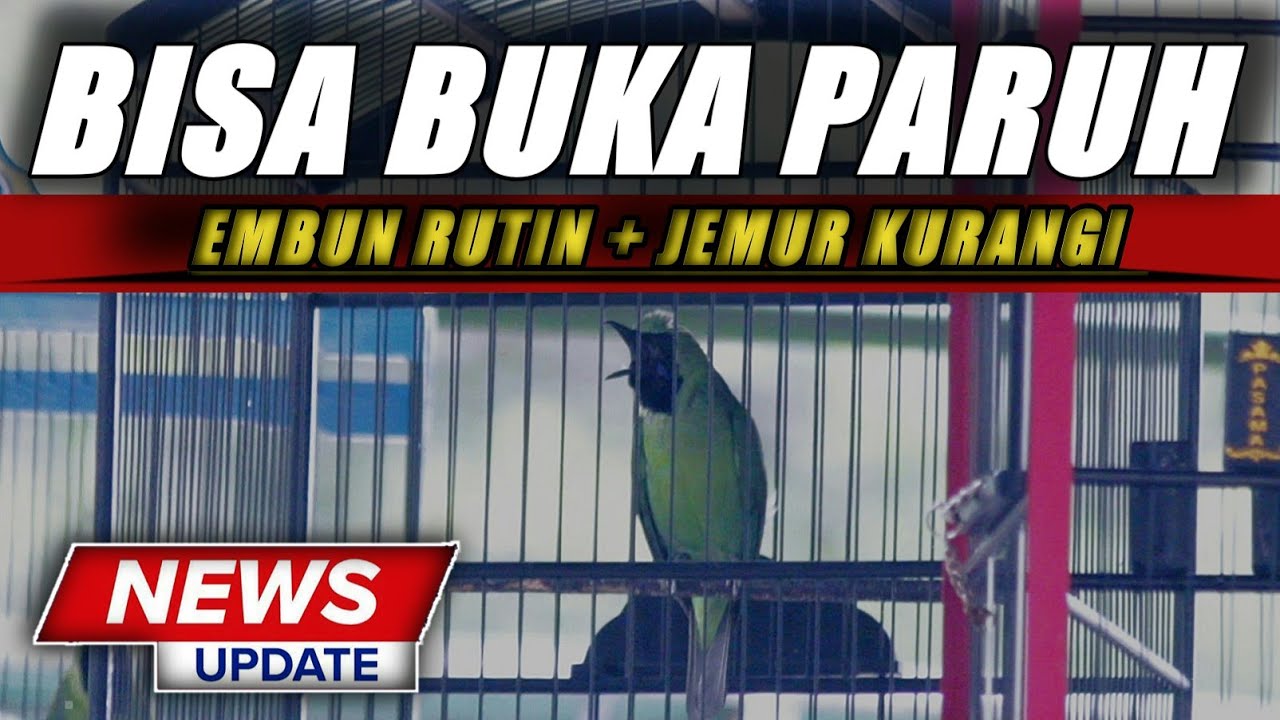 PAHAMI DULU❗CUCAK IJO MASIH BELUM MAU BUKA PARUH DAN BELUM BONGKAR ISIAN INI MENGATASINYA|KICAUMANIA